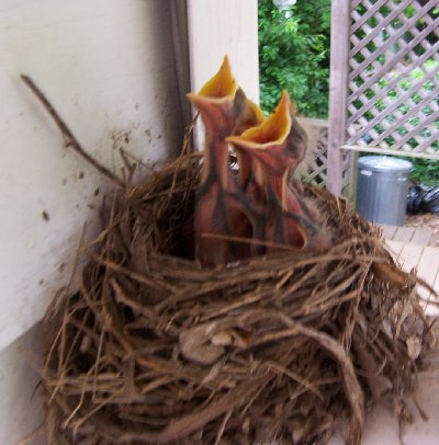 101_0434-babyrobins.JPG