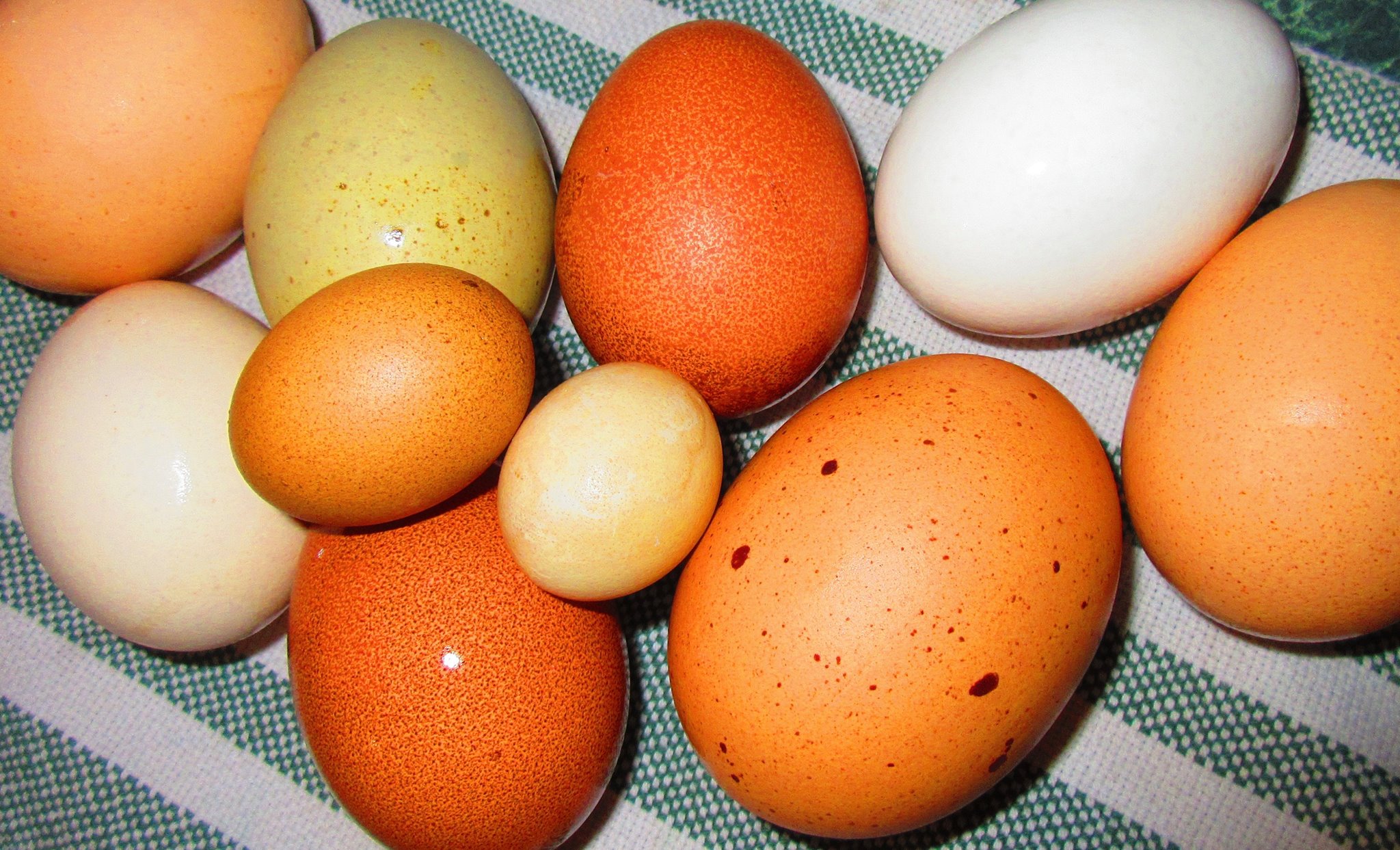 Eggs laid by backyard chickens. Photo by Tina Nettles.