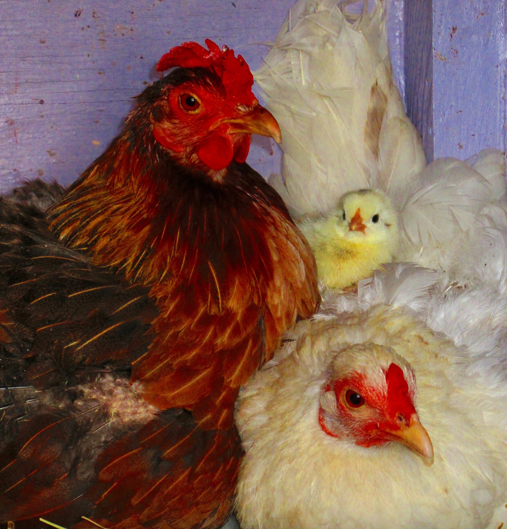 Two hens and a chick belonging to Tina Nettles