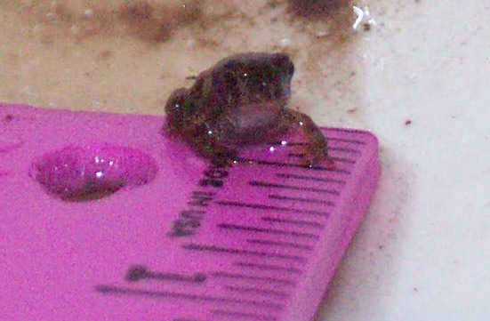 DCP_1776-babytoad.jpg