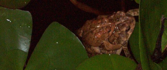 DCP_1797-toadcouple-small.jpg